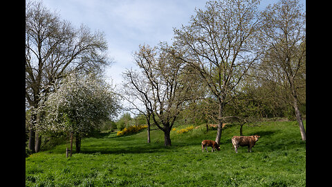 A few April spring days in Zuid-Limburg (NL), April 2024