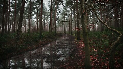 Gentle rain over the puddles of a lonely in forest path in autumn