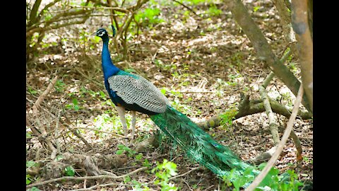 peacock in nature