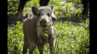 Owner chased by wild boar after bathing it