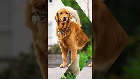 "Golden Retrievers: The Heart and Soul of the Family"