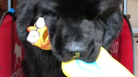 Dog carries rubber chicken while using treadmill