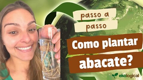 Como plantar abacate? | Passo a Passo