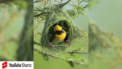 Weaver Bird builds his nest & tries to attract a female #Shorts