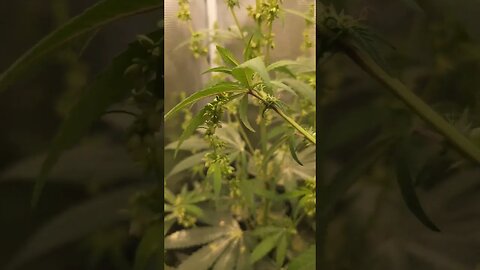 Cannabis Breeding. making F2 seeds of Gelato 33 x 90s Blueberry