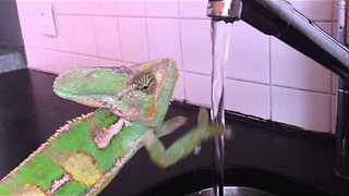 Chameleon washing his hands! || Viral Video UK