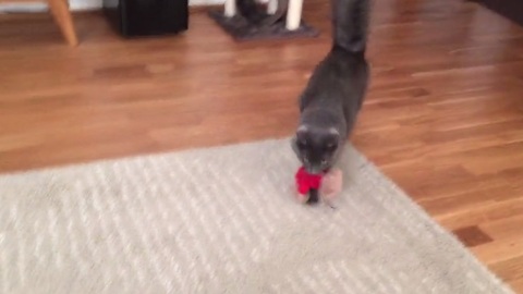 Cat knows how to fetch better than most dogs