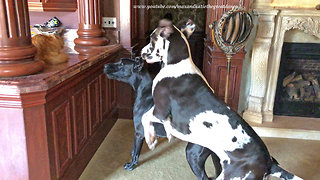 Cat not impressed by bouncing Great Danes