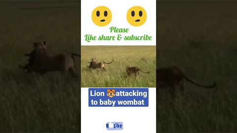 Lion 🦁 attacking to baby wombat ¥¥ #shorts #youtubeshorts