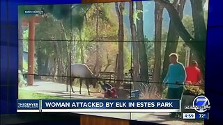 Video shows elk charge at crowd of people on sidewalk in Estes Park