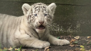 Rare white tiger cubs cry for their mom