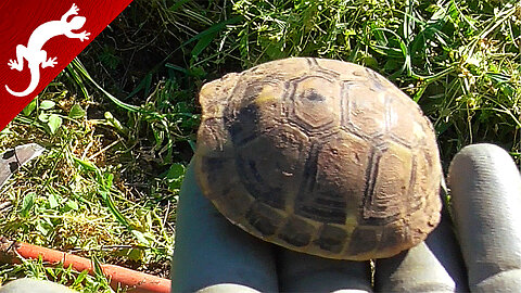 Baby Turtle in the Garden (Testudo hermanni)