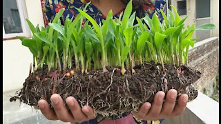 Corn planting in Coca-Cola bottle