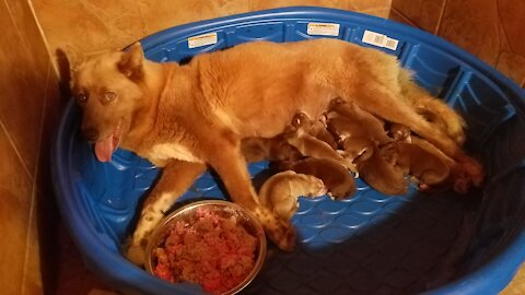 Amber and Rhett's Litter