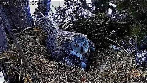 Albert Delivers Large Prey 🦉 04/14/23 22:06