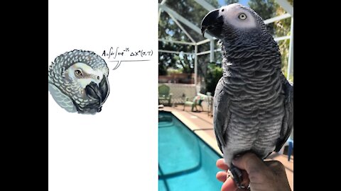 African Grey parrot a smart bird