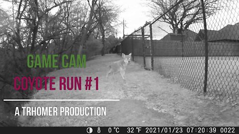Game Cam - Coyote Run #1