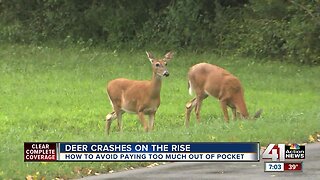 Deer crashes already on the rise