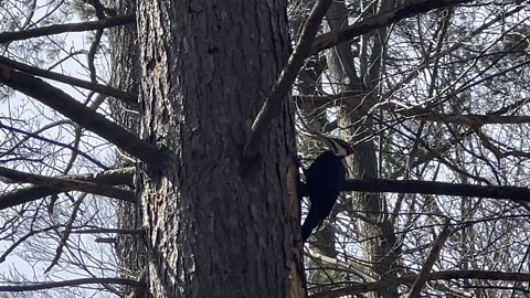 Pileated Wood Pecker is back 9