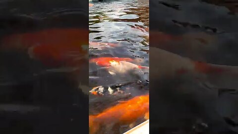 Colorful Fish Pond