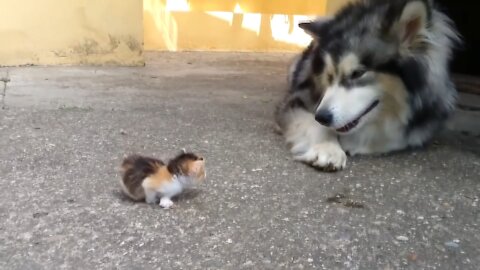Dog scared of kitten