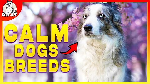 Most CALM DOG BREEDS Known to Man!