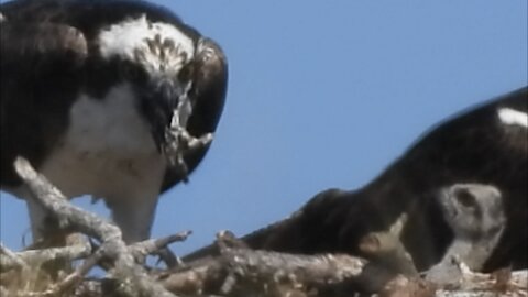 Filming a Male Osprey as it Eats and Baby Pops Into View
