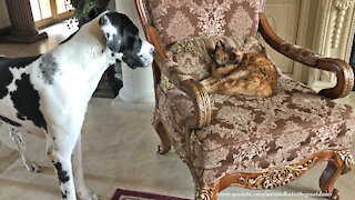 Cranky Cat In Halloween Princess Leia Costume Swats Great Dane