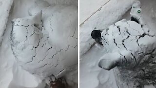 Husky prefers to sleep in snow during blizzard