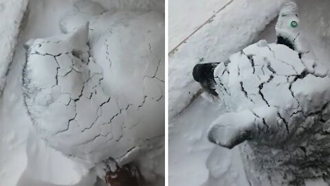 Husky Prefers to Sleep in Snow During Blizzard