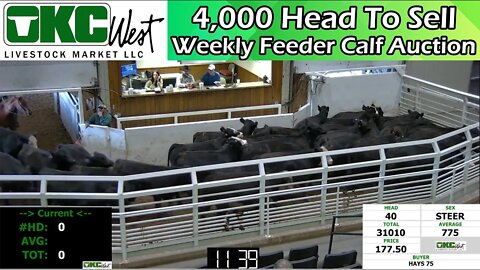 11/16/2022 - OKC West Feeder Calf Auction