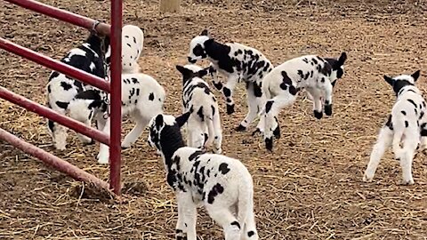Herd of excited baby goats adorably hopping around