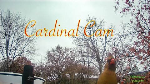 JUST THE CARDINAL CAM: PROOF that the cardinals are in Missouri