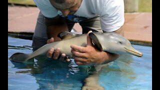 Playing with new born dolphins