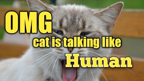 Cat talking as human