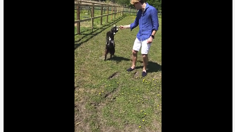 Angry little goat tries to headbutt human