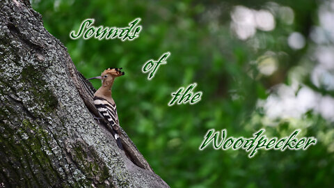 Sounds of the Woodpecker
