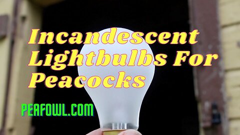 Incandescent Lightbulbs For Peacocks, Peacock Minute, peafowl.com