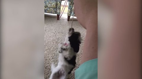 (LOL!) Tiny Dog Swings From A Shoe Lace