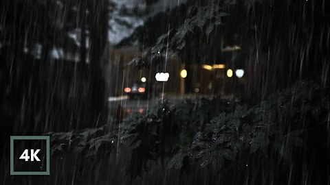 Steady Rain on Japanese Maple Tree. Rain Sounds on Leaves for Sleeping