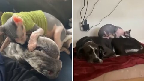 Sweet Kitty Loves Massaging Great Dane Best Friend