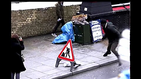 Funny Leopard prank road users