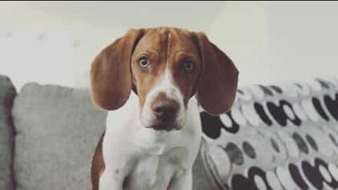 Beagle apanhado em flagrante ao tentar comer os ténis do dono