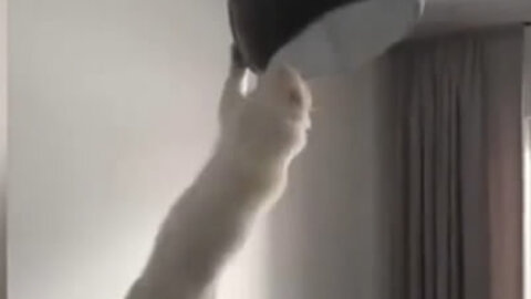 Cat swinging in the lamp