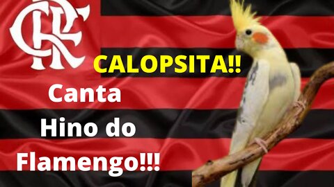 Calopsita Canta Hino do Flamengo