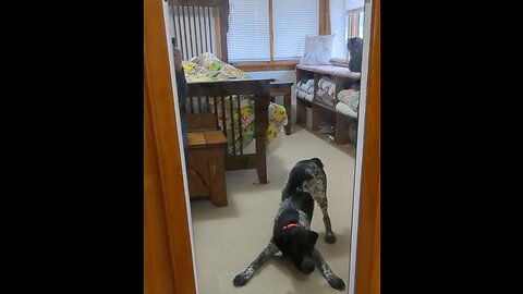 Dog's mirror play being watched by a cool cat