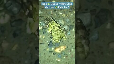Frog 🐸 Mating // How Long do Frogs 🐸 Mate For? #viral #frog #frogmating #animals #animal