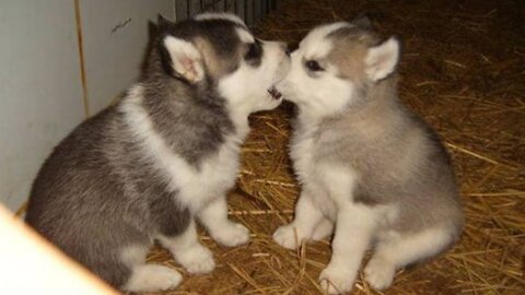 Need something fun? Watch these funny and cute Husky Puppy Videos