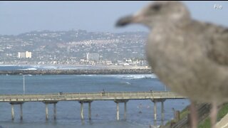 Researchers warn littered disposable masks will negatively impact environment