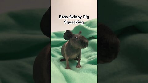 Baby Skinny Pig Squeaking